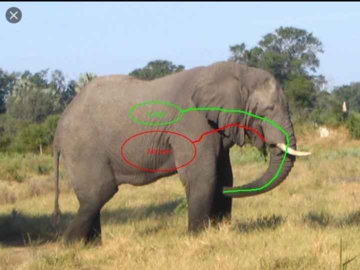 alur pernapasan gajah