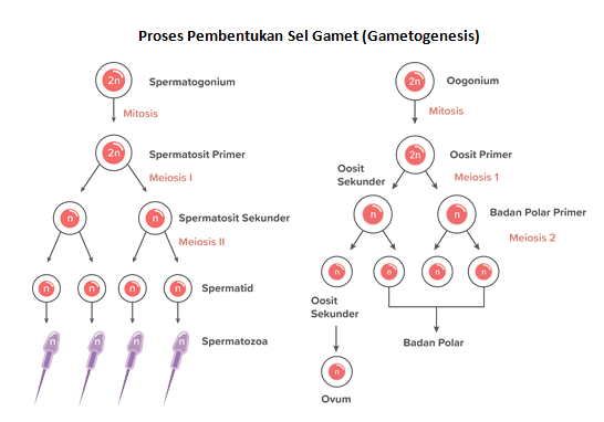 buatlah skema spermatogenesis dan oogenesis