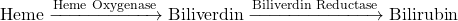 \[ \text{Heme} \xrightarrow{\text{Heme Oxygenase}} \text{Biliverdin} \xrightarrow{\text{Biliverdin Reductase}} \text{Bilirubin} \]