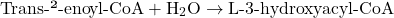 \[ \text{Trans-Δ²-enoyl-CoA} + \text{H}_2\text{O} \rightarrow \text{L-3-hydroxyacyl-CoA} \]