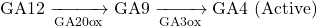 \[ \text{GA12} \xrightarrow[\text{GA20ox}]{} \text{GA9} \xrightarrow[\text{GA3ox}]{} \text{GA4 (Active)} \]