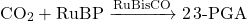 \[ \text{CO}_2 + \text{RuBP} \xrightarrow{\text{RuBisCO}} 2 \, \text{3-PGA} \]