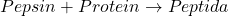 \[ Pepsin + Protein \rightarrow Peptida \]